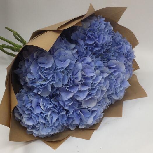 Гортензия крупная Голландия 💙 7 шт