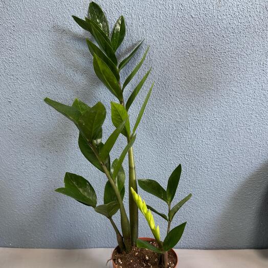 Замикулькус 🪴