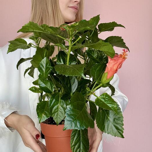 Гибискус (китайская Роза)