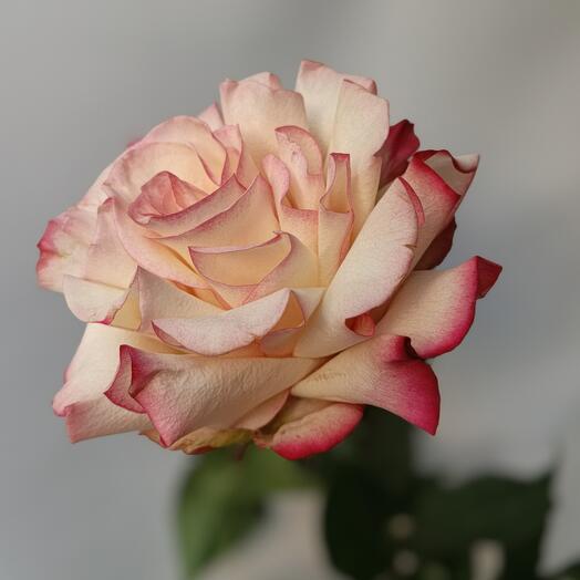 Французская роза🌹