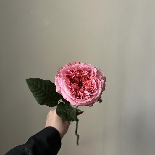 Эквадорская роза Pink Expression