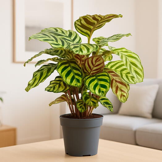 Calathea makoyana