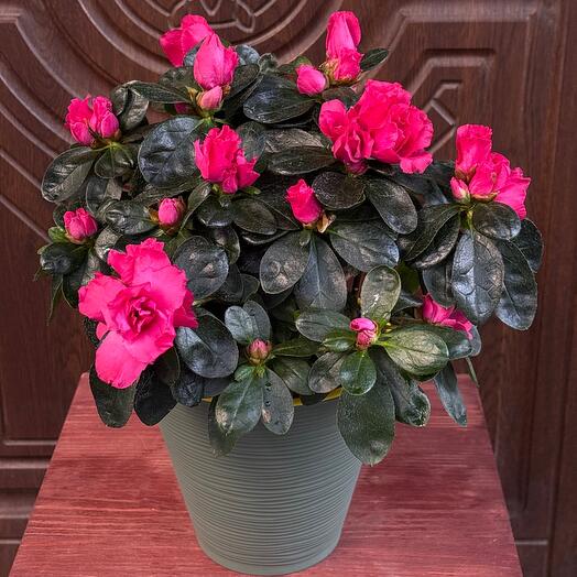 Азалия яркая ,в стильном горшке