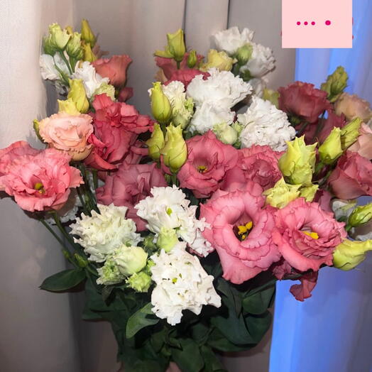 Eustoma Color