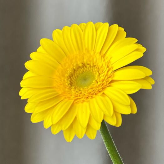 🌼Гербера  желтая ромашка цветы подарок женщине, любимой девушке, жене, маме букет