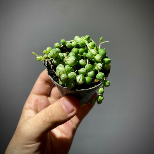 Сенецио Крестовник Роули Вариегатный