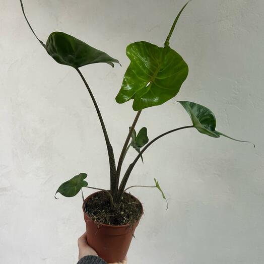 Комнатное растение Алоказия