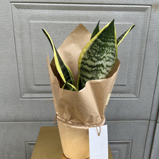 Indoor plant Sansieveria