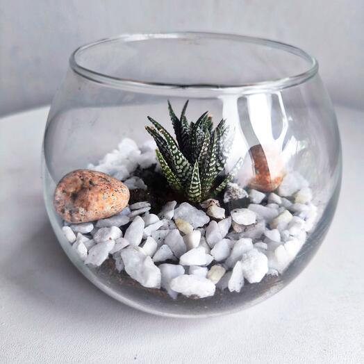 Флорариум с хавортией для мамы, девушке, подруги