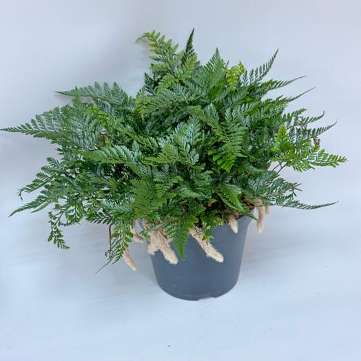 Комнатное растение  Даваллия