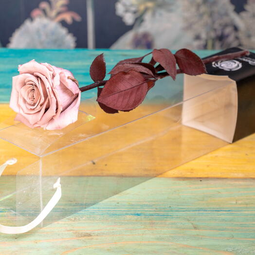 Rosa eterna maquillaje 💄 II