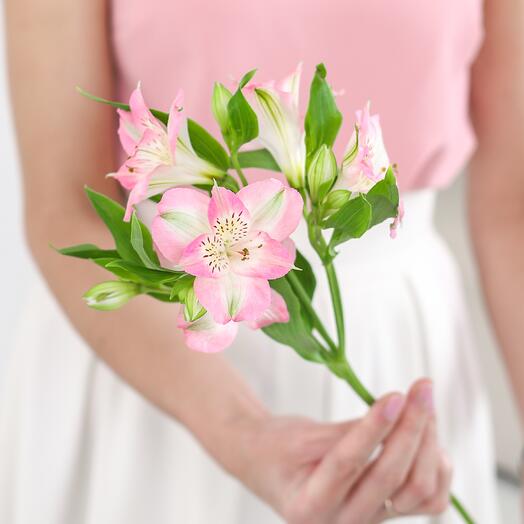 Альстромерия розовая 🌺