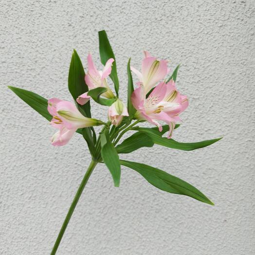 Альстромерия