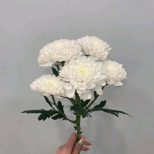 Хризантема кустовая