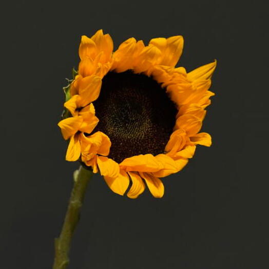 Подсолнух 🌻