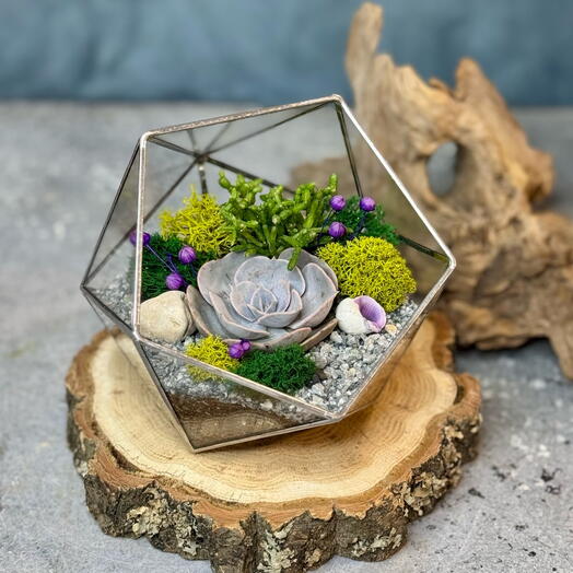 Икосаэдр S с суккулентами