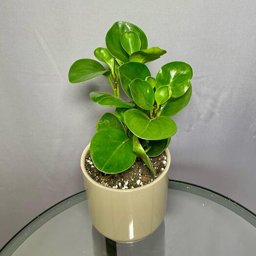 Пеперомия туполистная в стильном кашпо