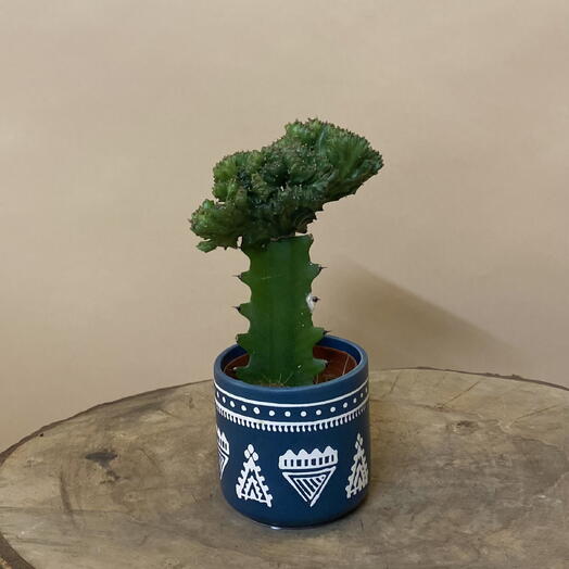 Эуфорбия Лактея