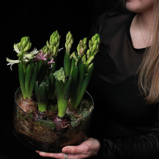 Композиция из первоцветов - гиацинты с луковицами в стеклянной вазе