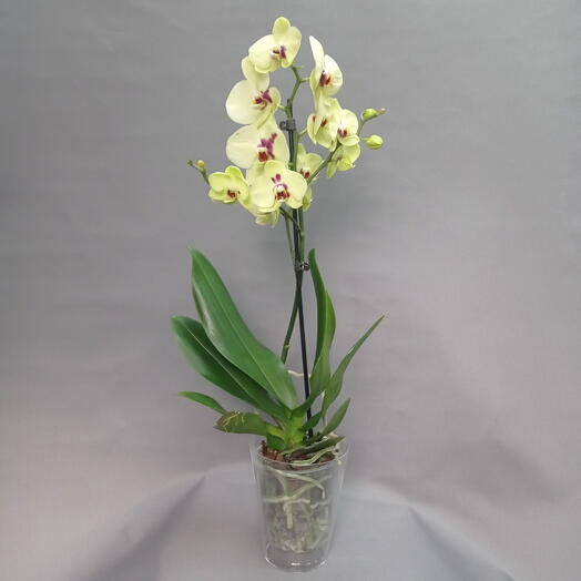 Комнатное растение Орхидея или фаленопсис