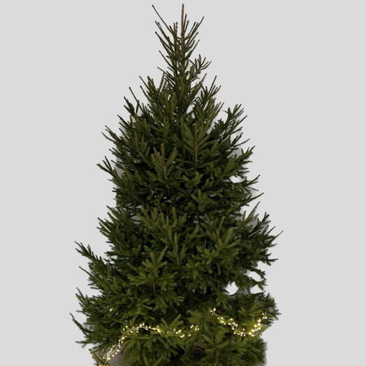 Пихта живая