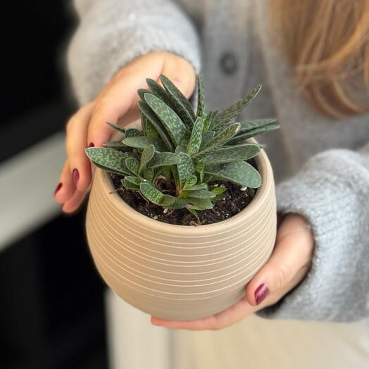 «Гастерия» в декоративном кашпо