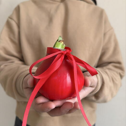 Луковица Амарилиса крупная в красном воске с лентой