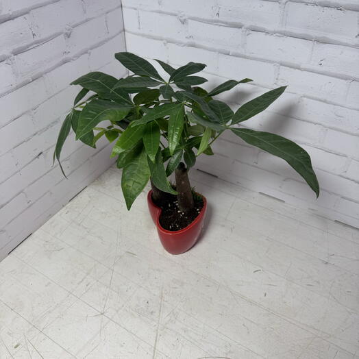 Пахира Акватика в керамике(красное сердце )дерево счастья 2 ст