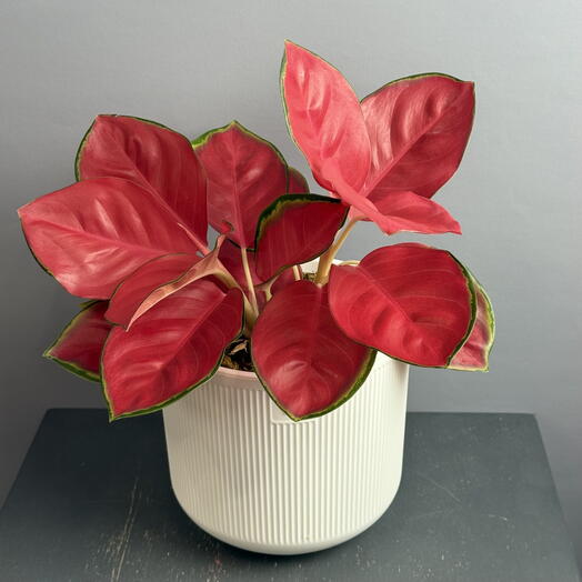 Невероятно красивая редкая Аглаонема Ред 💔 в стильном белом горшке ️🤍