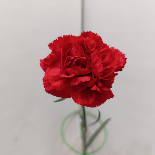 Гвоздика красная, Голландия, одна веточка