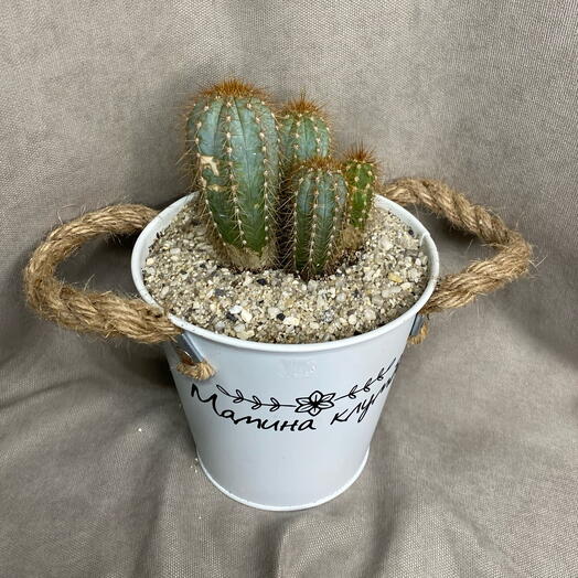 Кактус в кашпо с ручками 🌵