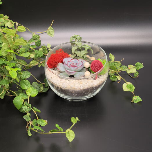 Флорариум в сфере с суккулентами «Мини Оазис"