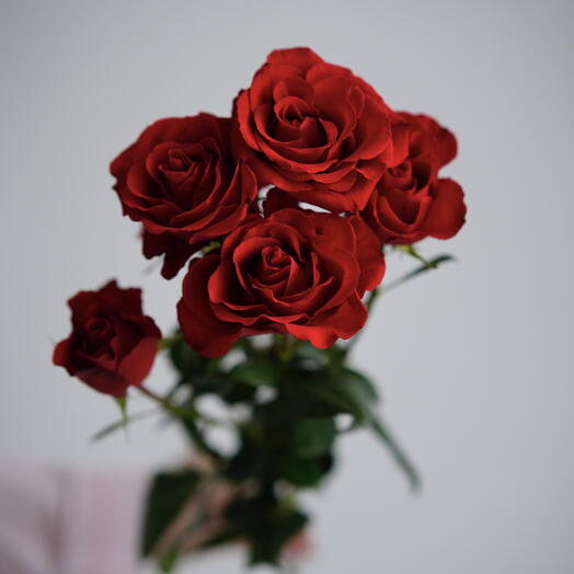 Red bush rose