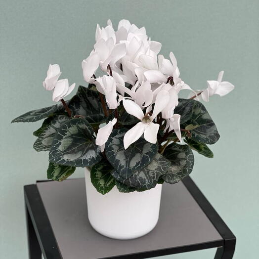 ЦИКЛАМЕН (CYCLAMEN) GR F1 MIXED