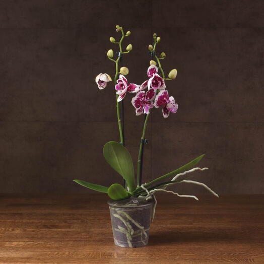 Орхидея Фаленопсис Биг Лип Shades of Maroon 2 ст