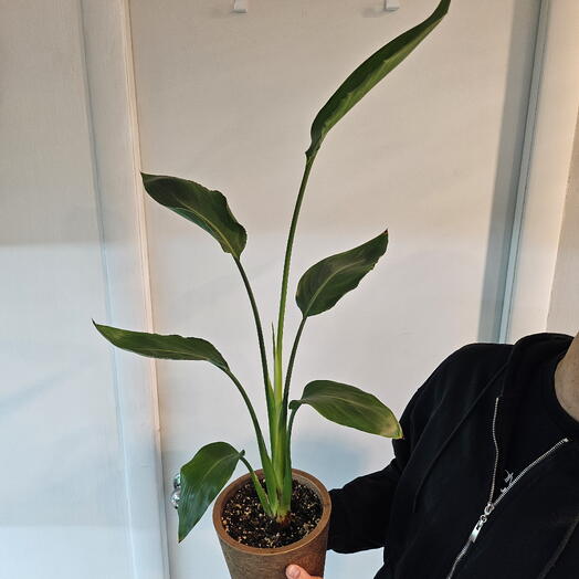 Стрелиция Регина (Strelitzia reginae) «Райская птица»