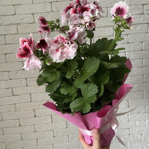 Пеларгония в горшке