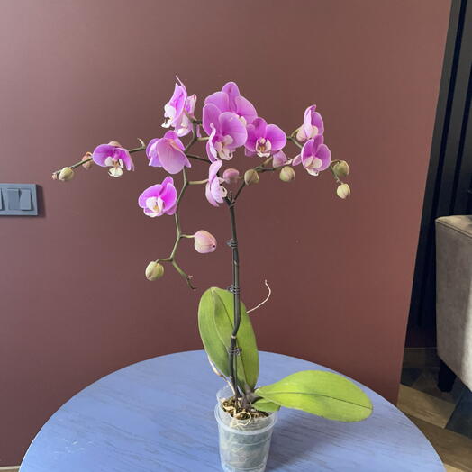 Орхидея фаленопсис