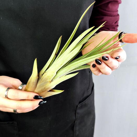Тилландсия Фасцикулята XL (Tillandsia Fasciculata)