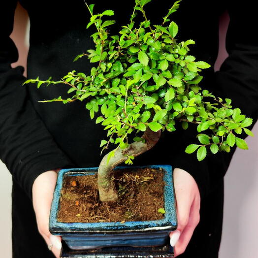 Бонсай Зелкова Извилистый (Bonsai Zelkova) D20см