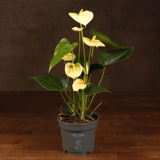 Антуриум Андрианум бело-зеленый D12