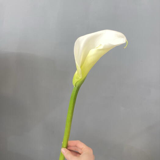 Каала белая