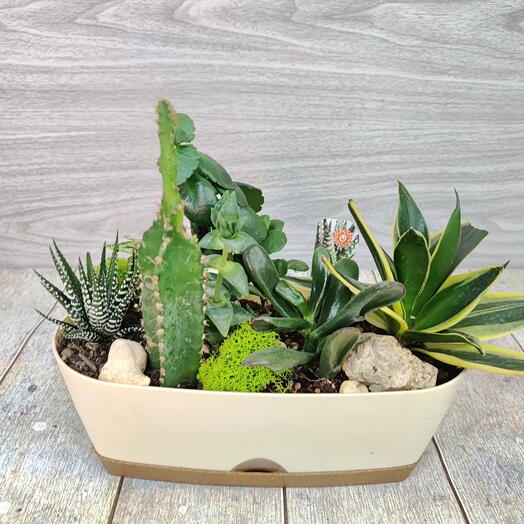 Мини садик с кактусом и суккулентами