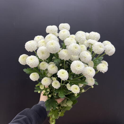 Пачка хризантема кустовая ньютон (5 шт)