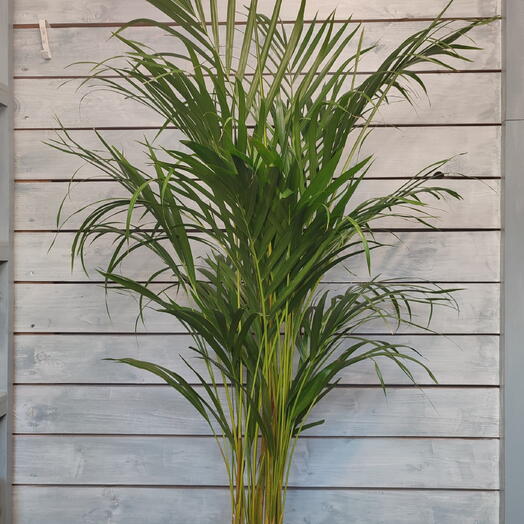 Пальма Арека (Areca Lutescens)