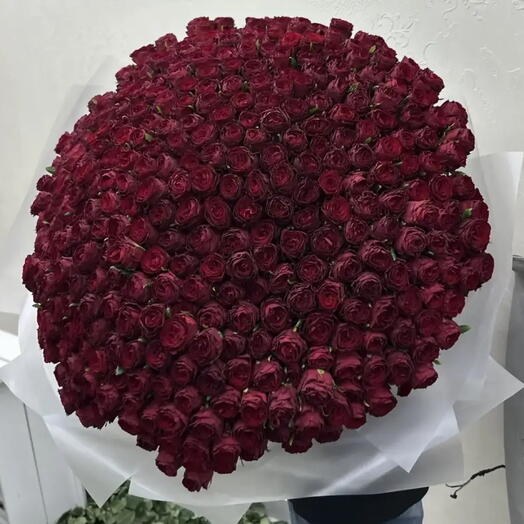 351 премиум бордовая Роза