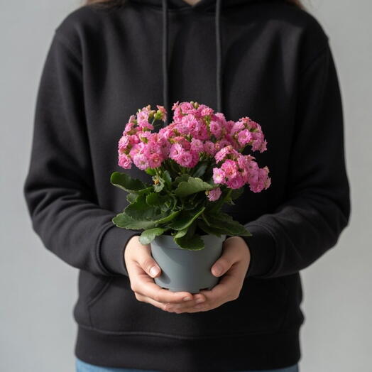 Каланхое