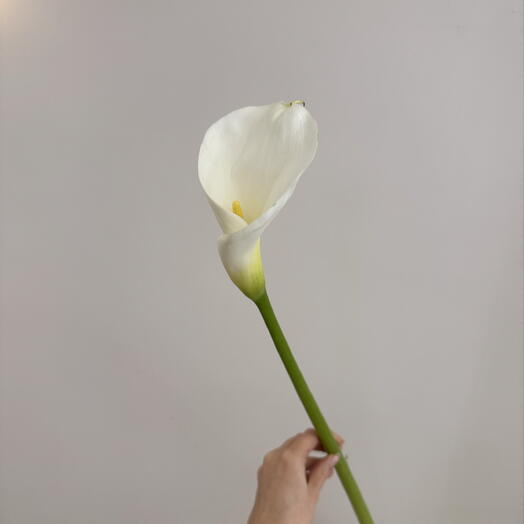 Калла