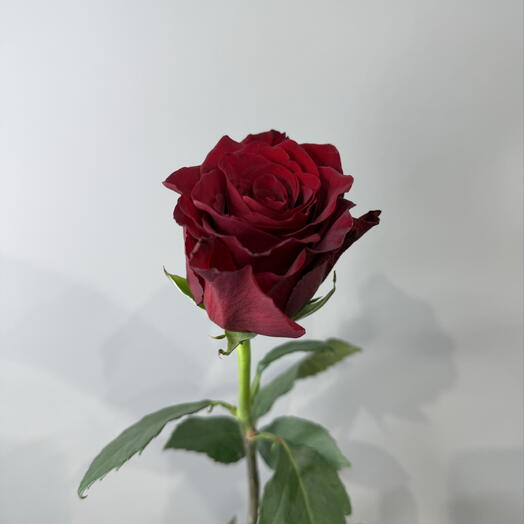 Роза (красная)