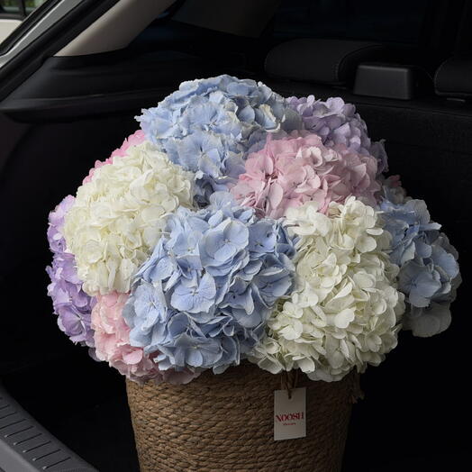Hydrangea Basket